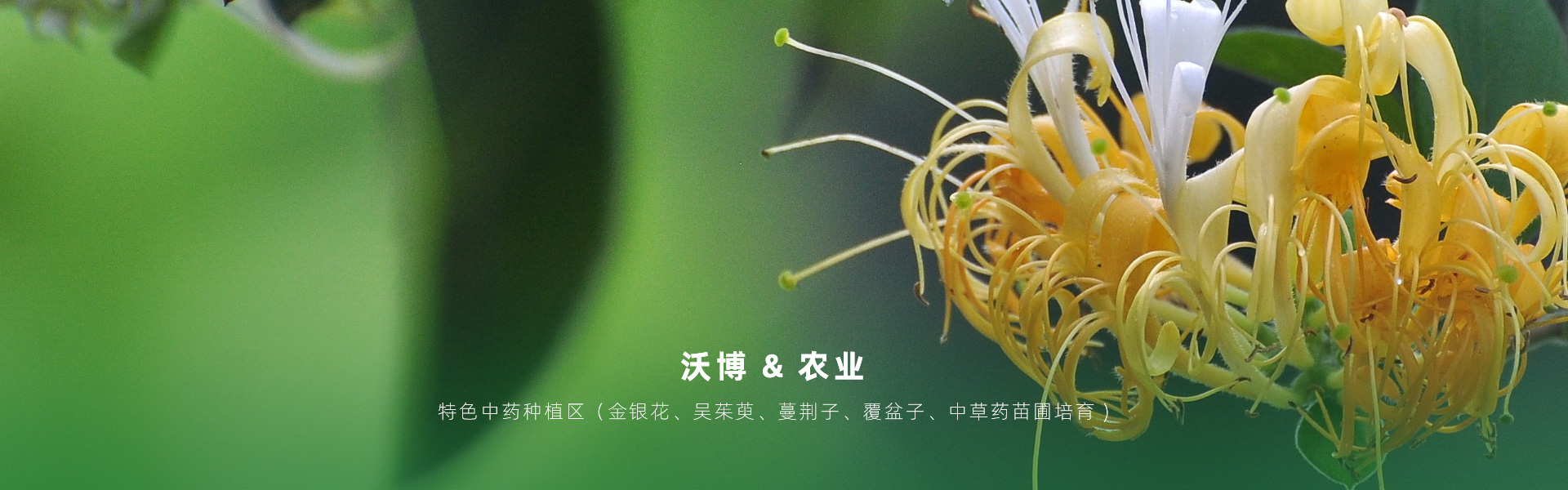 主要提供農業親子樂園旅游、江西中藥種植、江西樂平鮮果采摘體驗、江西夏令營研學、江西戶外拓展、江西旅游打卡、江西水上樂園游艇、江西沃博VR科技科普等服務項目。